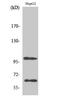 Signal Regulatory Protein Alpha antibody, A05151-1, Boster Biological Technology, Western Blot image 