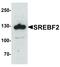 Sterol regulatory element-binding protein 2 antibody, LS-B12146, Lifespan Biosciences, Western Blot image 