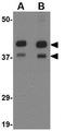 Aryl Hydrocarbon Receptor Interacting Protein Like 1 antibody, GTX17027, GeneTex, Western Blot image 