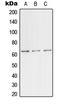 Transcription Factor Binding To IGHM Enhancer 3 antibody, LS-B14510, Lifespan Biosciences, Western Blot image 