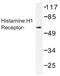 Histamine Receptor H1 antibody, AP01271PU-N, Origene, Western Blot image 
