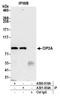 Cell Proliferation Regulating Inhibitor Of Protein Phosphatase 2A antibody, A500-010A, Bethyl Labs, Immunoprecipitation image 