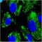 Protein Disulfide Isomerase Family A Member 3 antibody, orb11607, Biorbyt, Immunofluorescence image 