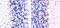 Protein Kinase C Delta antibody, 44-975G, Invitrogen Antibodies, Immunohistochemistry frozen image 