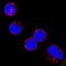 FYN Proto-Oncogene, Src Family Tyrosine Kinase antibody, MAB3574, R&D Systems, Immunofluorescence image 