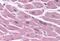 STE20 Related Adaptor Beta antibody, MBS242198, MyBioSource, Immunohistochemistry paraffin image 