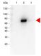 AKT Serine/Threonine Kinase 2 antibody, orb345006, Biorbyt, Western Blot image 