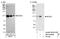 BCAS3 Microtubule Associated Cell Migration Factor antibody, NB110-40682, Novus Biologicals, Western Blot image 