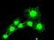 BUB1 Mitotic Checkpoint Serine/Threonine Kinase B antibody, GTX84771, GeneTex, Immunocytochemistry image 