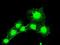 Mad3l antibody, GTX84771, GeneTex, Immunocytochemistry image 