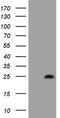 p21 antibody, TA808164S, Origene, Western Blot image 