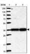 Polycomb Group Ring Finger 5 antibody, NBP1-82745, Novus Biologicals, Western Blot image 