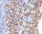 Keratin 14 antibody, 33-959, ProSci, Immunofluorescence image 