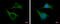 Cytoskeleton Associated Protein 2 antibody, GTX110830, GeneTex, Immunofluorescence image 