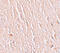 Leucine Rich Repeat Transmembrane Neuronal 3 antibody, 6171, ProSci, Immunohistochemistry frozen image 