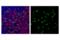 Programmed Cell Death 1 antibody, 34920S, Cell Signaling Technology, Immunofluorescence image 