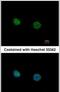 Nuclear Receptor Subfamily 2 Group C Member 2 antibody, PA5-28194, Invitrogen Antibodies, Immunofluorescence image 