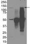 DExH-Box Helicase 30 antibody, NBP1-26603, Novus Biologicals, Western Blot image 