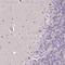 Basic Leucine Zipper ATF-Like Transcription Factor 2 antibody, NBP2-38963, Novus Biologicals, Immunohistochemistry frozen image 