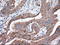 Tetratricopeptide Repeat Domain 32 antibody, LS-C115337, Lifespan Biosciences, Immunohistochemistry frozen image 