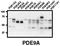 Phosphodiesterase 9A antibody, AP00660SU-N, Origene, Western Blot image 