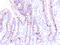 Mucin 2, Oligomeric Mucus/Gel-Forming antibody, AM50142PU-T, Origene, Immunohistochemistry frozen image 