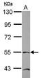 TEA Domain Transcription Factor 4 antibody, orb73874, Biorbyt, Western Blot image 