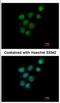 Nitric Oxide Associated 1 antibody, NBP2-19557, Novus Biologicals, Immunofluorescence image 
