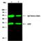 GFP-tag antibody, 13105-R208, Sino Biological, Immunoprecipitation image 