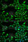 Integrator Complex Subunit 6 antibody, A6634, ABclonal Technology, Immunofluorescence image 