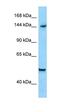 Diaphanous Related Formin 1 antibody, orb331252, Biorbyt, Western Blot image 