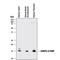 Fatty Acid Binding Protein 5 antibody, MAB3077, R&D Systems, Western Blot image 