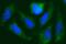 CDGSH Iron Sulfur Domain 1 antibody, MA5-25041, Invitrogen Antibodies, Immunocytochemistry image 