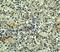 TNF Receptor Superfamily Member 17 antibody, NBP1-76774, Novus Biologicals, Immunohistochemistry paraffin image 
