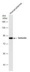 Gelsolin antibody, GTX114078, GeneTex, Western Blot image 