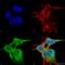 Fibroblast Growth Factor 13 antibody, 30109, QED Bioscience, Immunocytochemistry image 