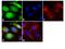 Cofilin 1 antibody, 44-1072G, Invitrogen Antibodies, Immunofluorescence image 