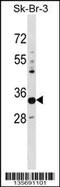 Phytanoyl-CoA Dioxygenase Domain Containing 1 antibody, 58-587, ProSci, Western Blot image 