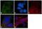 Tubulin Alpha 1a antibody, MA1-19401, Invitrogen Antibodies, Immunofluorescence image 