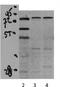 PGC-1-alpha antibody, TA343708, Origene, Western Blot image 