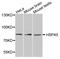 Heat Shock Protein Family A (Hsp70) Member 5 antibody, STJ113181, St John