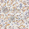 Cell Division Cycle 20 antibody, A1231, ABclonal Technology, Immunohistochemistry paraffin image 