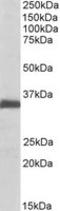 Ephrin B2 antibody, LS-B16452, Lifespan Biosciences, Western Blot image 