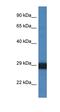 Cathepsin G antibody, orb333734, Biorbyt, Western Blot image 