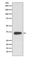 Activating Transcription Factor 1 antibody, M01600, Boster Biological Technology, Western Blot image 