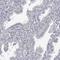 Dermal papilla-derived protein 13 antibody, HPA026698, Atlas Antibodies, Immunohistochemistry frozen image 