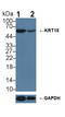 Keratin 18 antibody, LS-C294999, Lifespan Biosciences, Western Blot image 