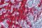 Stratifin antibody, orb89603, Biorbyt, Immunohistochemistry paraffin image 