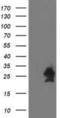 Heat Shock Protein Family B (Small) Member 7 antibody, NBP2-02666, Novus Biologicals, Western Blot image 