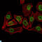 THAP Domain Containing 11 antibody, LS-C812786, Lifespan Biosciences, Immunofluorescence image 